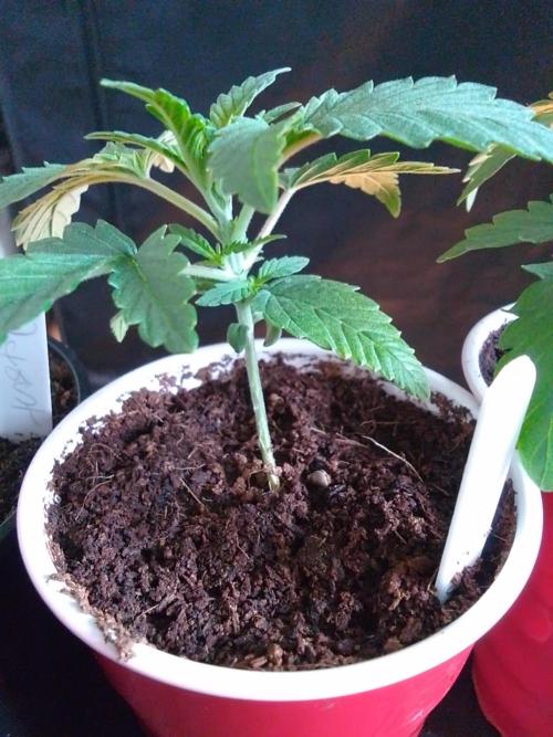 SUNSET SHERBET GO FAST. Week 2
