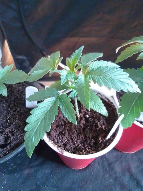 SUNSET SHERBET GO FAST. Week 2
