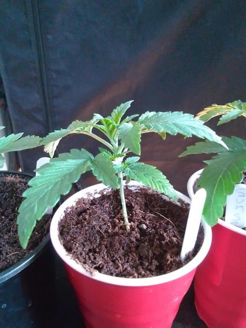 SUNSET SHERBET GO FAST. Week 2