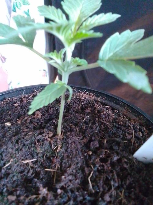 SUNSET SHERBET GO FAST. Week 2