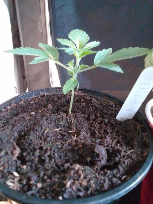 SUNSET SHERBET GO FAST. Week 2