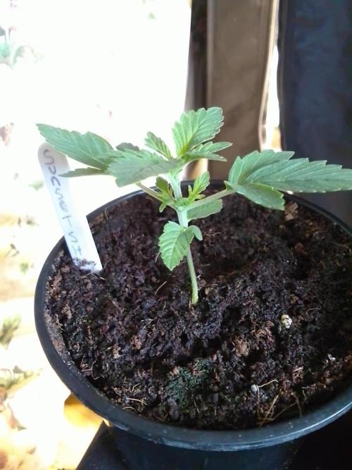 SUNSET SHERBET GO FAST. Week 2