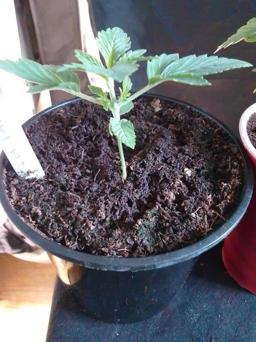 SUNSET SHERBET GO FAST. Week 2