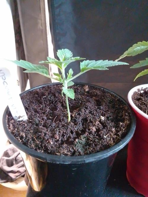 SUNSET SHERBET GO FAST. Week 2