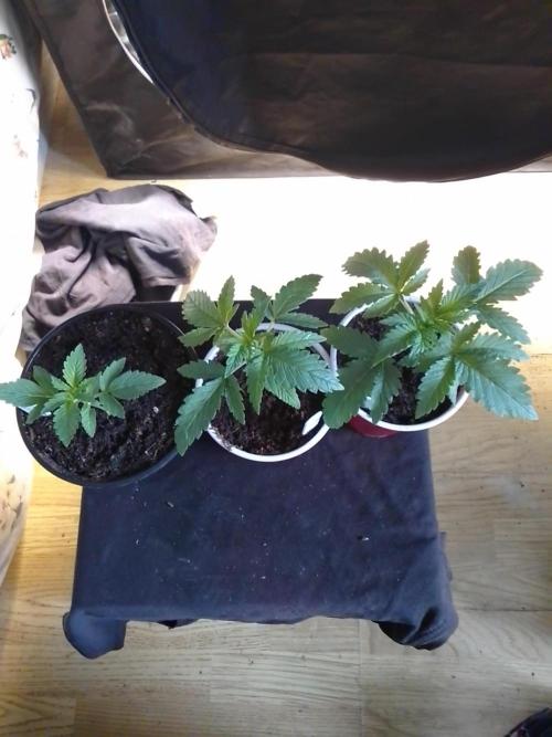 SUNSET SHERBET GO FAST. Week 2