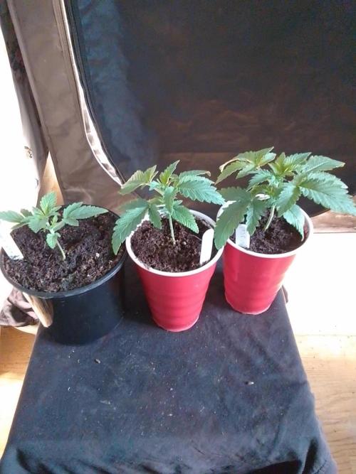 SUNSET SHERBET GO FAST. Week 2