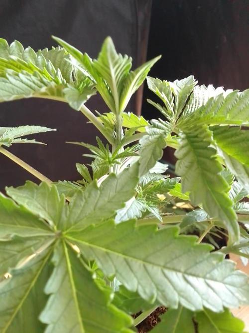 PURE SKUNK . Week 3