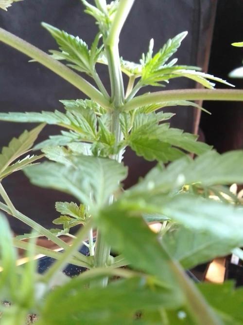 PURE SKUNK . Week 3