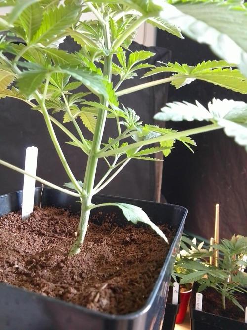PURE SKUNK . Week 3