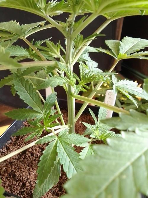 PURE SKUNK . Week 3