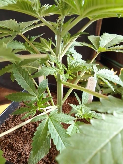 PURE SKUNK . Week 3