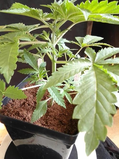PURE SKUNK . Week 3