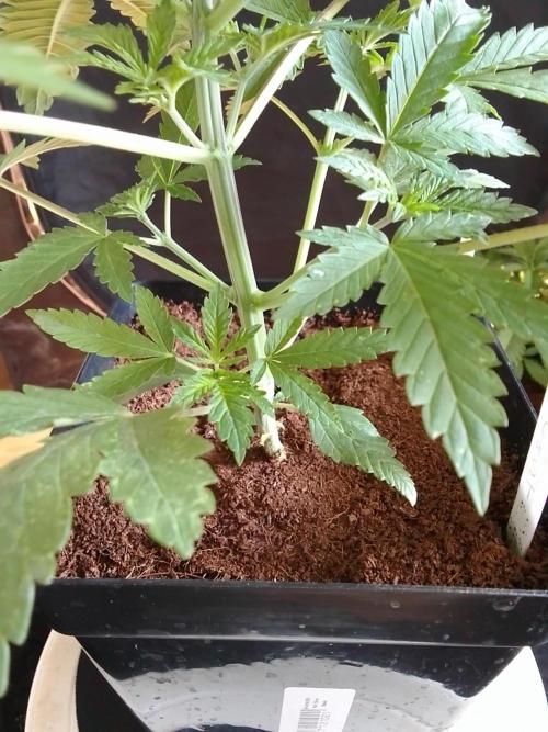 PURE SKUNK . Week 3