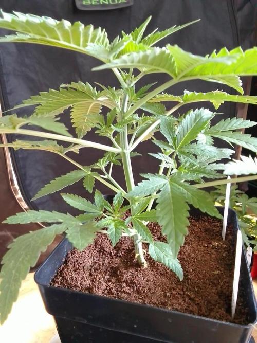 PURE SKUNK . Week 3