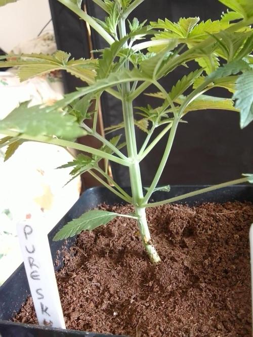 PURE SKUNK . Week 3