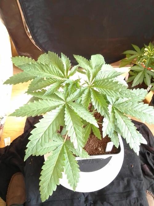 PURE SKUNK . Week 3