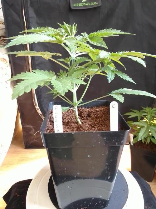 PURE SKUNK . Week 3