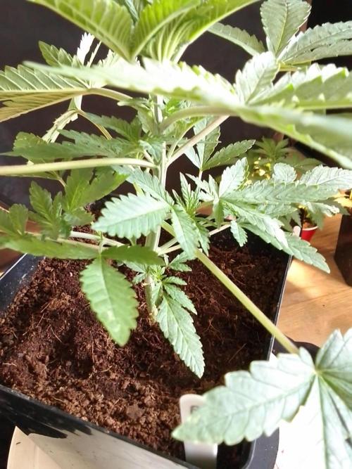 PURE SKUNK . Week 3