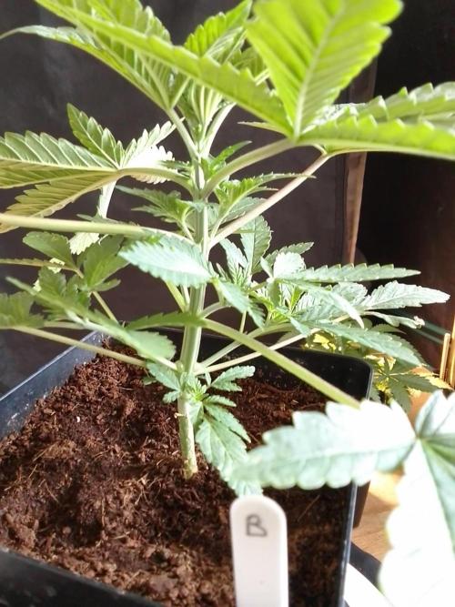 PURE SKUNK . Week 3