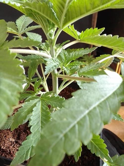 PURE SKUNK . Week 3