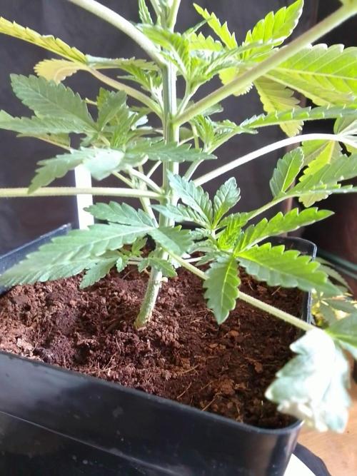 PURE SKUNK . Week 3