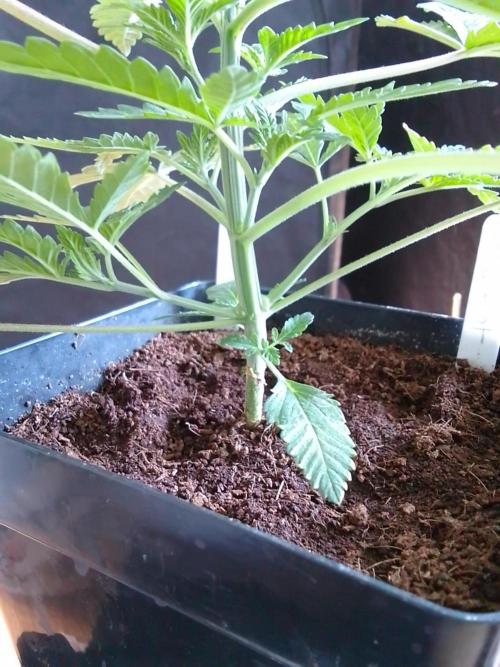 PURE SKUNK . Week 3