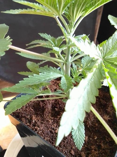 PURE SKUNK . Week 3