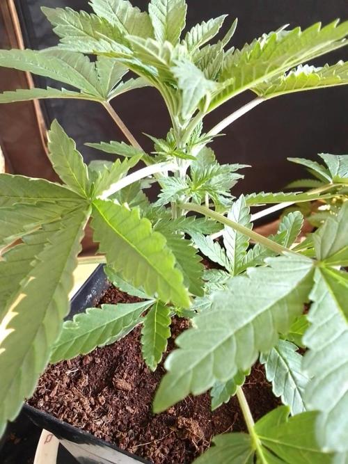 PURE SKUNK . Week 3