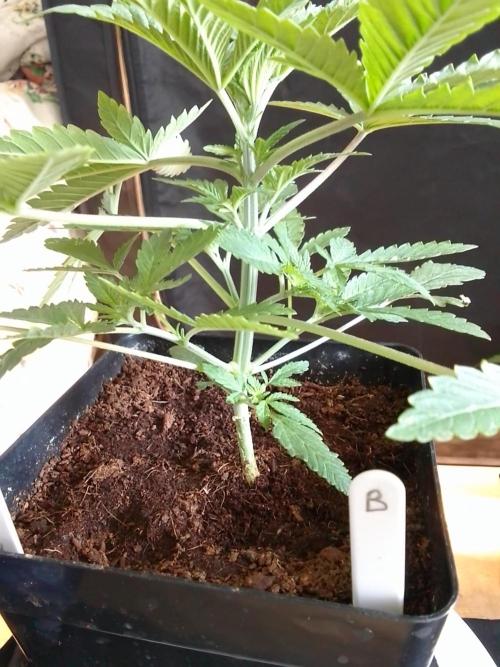 PURE SKUNK . Week 3
