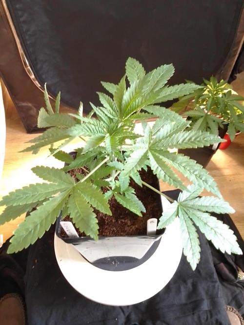 PURE SKUNK . Week 3