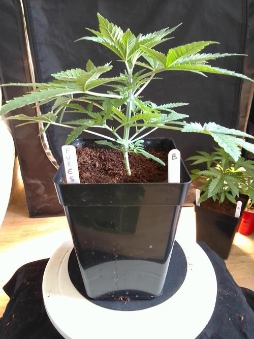PURE SKUNK . Week 3