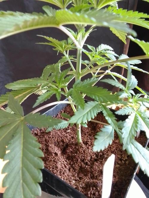 PURE SKUNK . Week 3