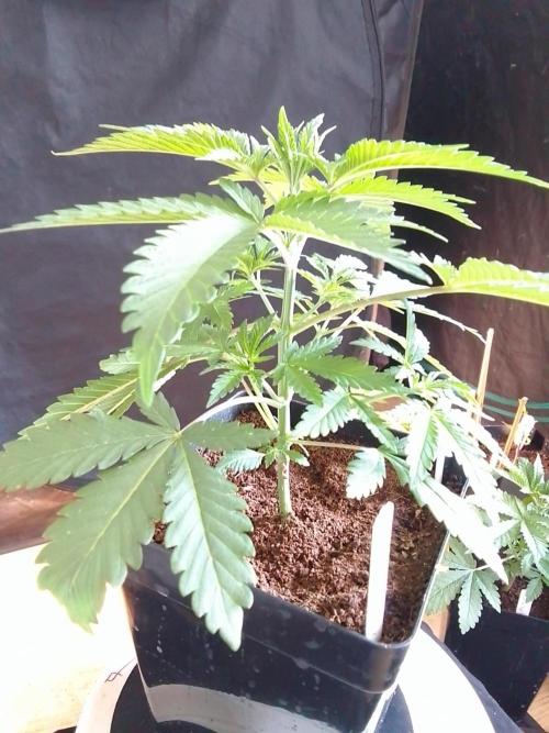 PURE SKUNK . Week 3