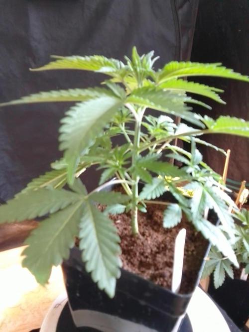 PURE SKUNK . Week 3