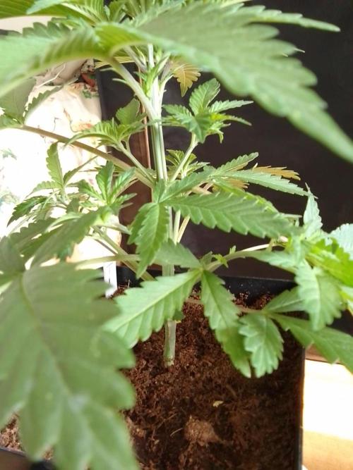 PURE SKUNK . Week 3
