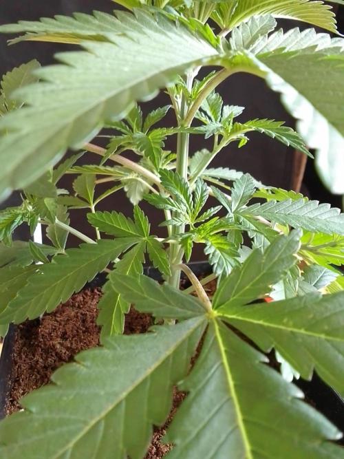 Pure Skunk Go Fast. Week 3