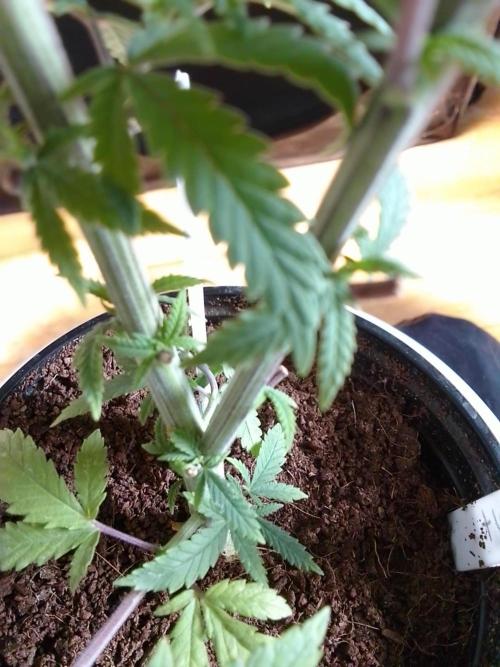 CANDY CREAM GO FAST. Week 4