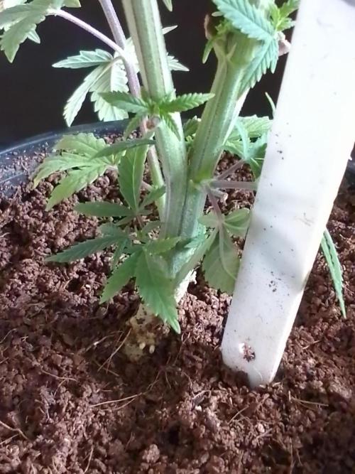 CANDY CREAM GO FAST. Week 4