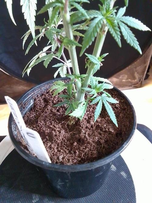 CANDY CREAM GO FAST. Week 4