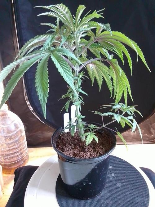 CANDY CREAM GO FAST. Week 4