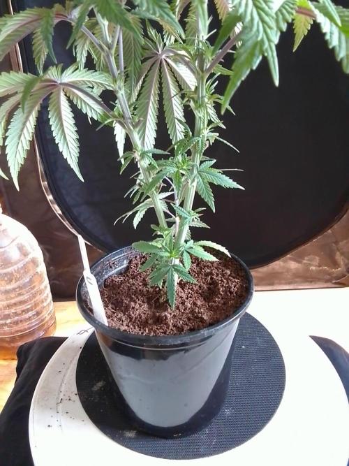 CANDY CREAM GO FAST. Week 4