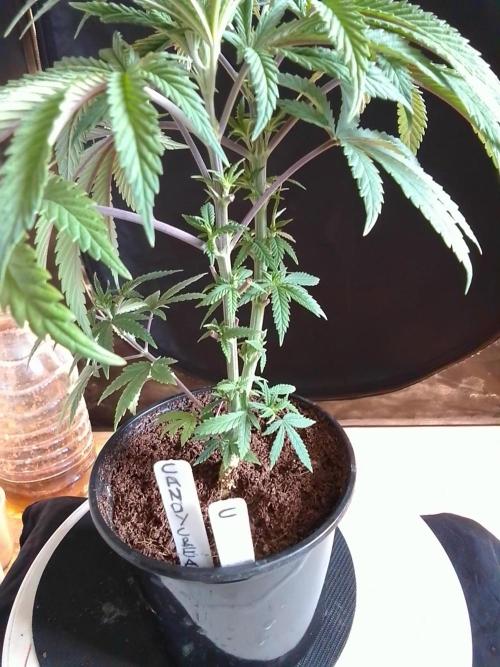 CANDY CREAM GO FAST. Week 4