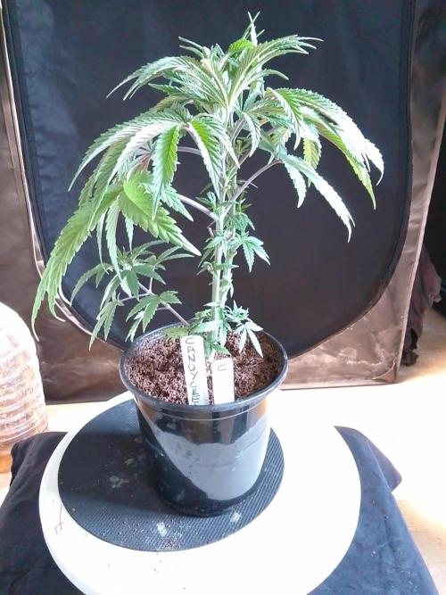 CANDY CREAM GO FAST. Week 4