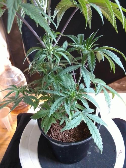 CANDY CREAM GO FAST. Week 4