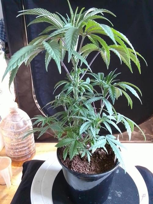 CANDY CREAM GO FAST. Week 4