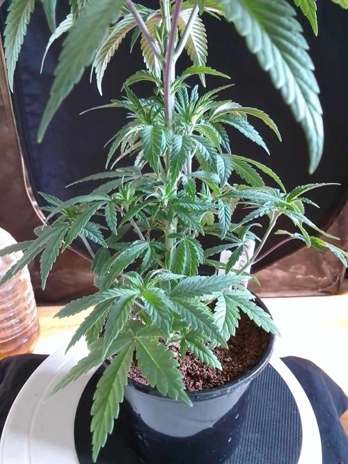 CANDY CREAM GO FAST. Week 4
