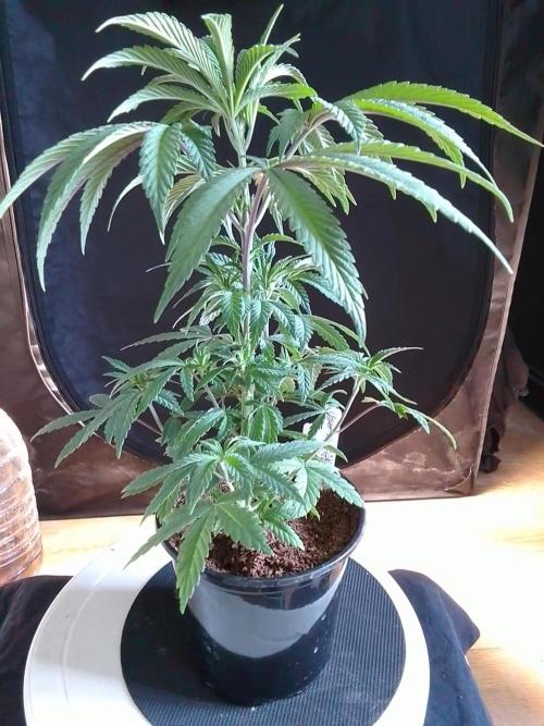 CANDY CREAM GO FAST. Week 4
