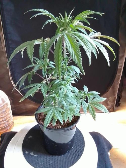 CANDY CREAM GO FAST. Week 4