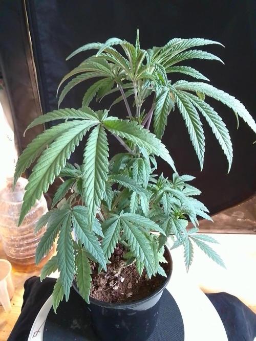 CANDY CREAM GO FAST. Week 4