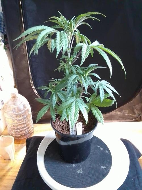 CANDY CREAM GO FAST. Week 4